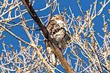 Red-Tailed Hawk -BdA 2022